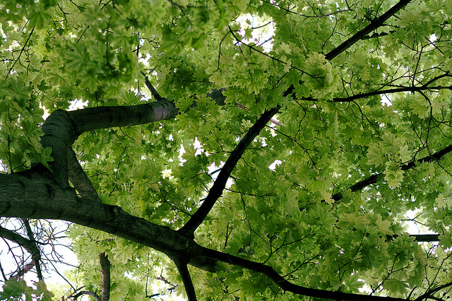 File:Viennese-trees.jpg