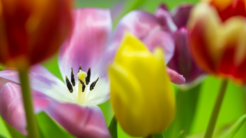 File:Tulips-2013 small.jpg