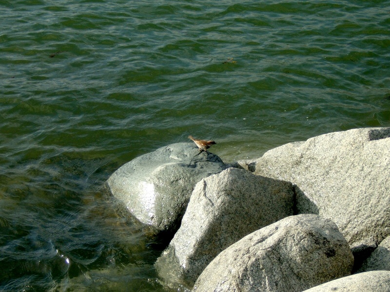 File:Bird on rock.jpg