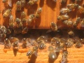 Carolina Bees by The Carolina Bee Company / Todd Warner (http://www.carolinabees.com/contact/); CC-BY-3.0
