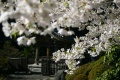 Cherry Blossom Pagoda by Kirk Bridger CC-BY-SA 3.0 Nitobe Garden in March