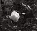 White Rose Montosh Bisht CC-BY-SA 3.0 White Rose