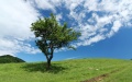 Lonely Tree by Nicu Buculei CC-BY-SA 3.0 Lonely Tree