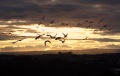 Geese at Sunset by Bruce Cowan on Flickr User:bruce89; CC-BY-SA 2.0