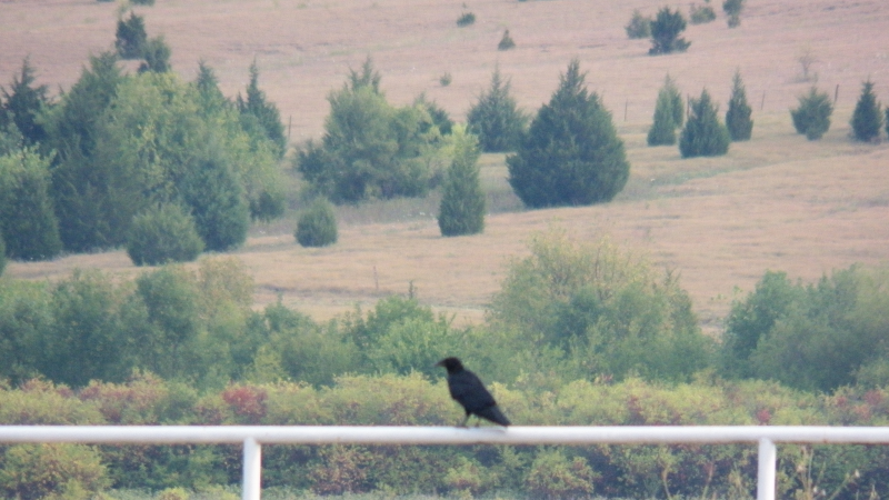 File:Crow on a fence beside a field in Texas, CC BY.png
