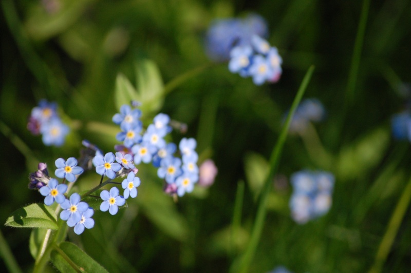 File:Blue-Flowers.jpg