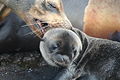 Mother and Baby Sea Lion