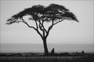Lonely Tree In Kenya