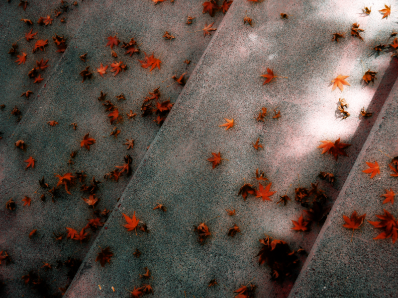 File:Wallpaper-mizmo-Autumn.png
