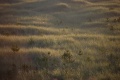 Dune Grass by Brian C. Lane CC-BY-SA 3.0