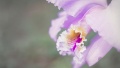 Orchid by Tatica Leandro CC-BY-SA 3.0 (Full Size Link)