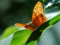 Kuranda Butterfly Sanctuary by Fabian A. Scherschel CC-BY-SA 3.0