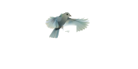 File:Fedora15-beta-release-banner-bird.svg