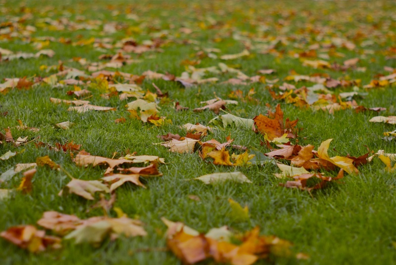 File:Leaves by Hylke Bons.jpg