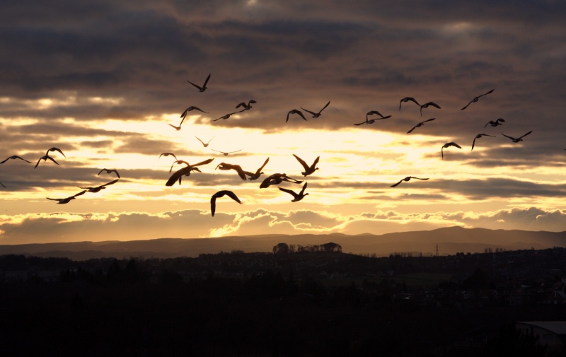 File:Geese at Sunset.jpg