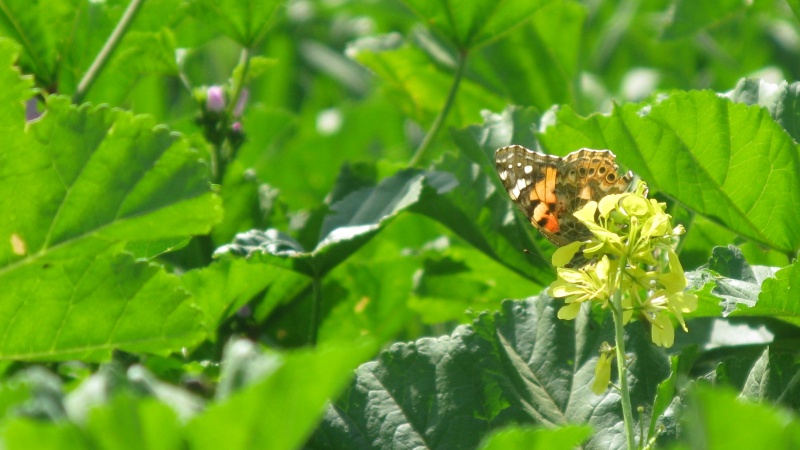 File:Butterfly2.jpg.jpg