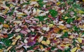 Autumn Leaves From Last Year by Ricky Elrod CC-BY-SA 3.0