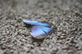 Schmetterling tatica leandro CC-BY-SA 3.0 Schmetterling
