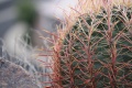 Cactus by Ryan Rix CC-BY-SA Close up of a Barrel Cactus shot in Phoenix, AZ