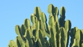 Cactus by Jukka Palander CC-BY-SA-3.0 Full-size image