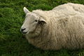 Sheep by Máirin Duffy CC-BY-SA 3.0