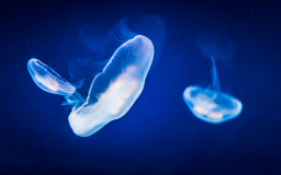 Jellyfish by Allan Lyngby Lassen — CC-BY-SA