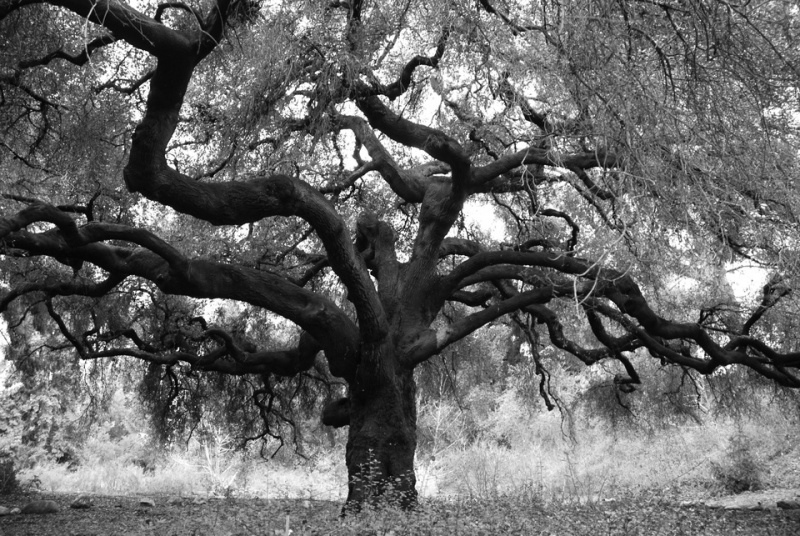 File:Great Oak In Claremont.jpg